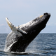 mfw I see a whale vagina (Image; Wwelles14/Wikimedia Commons)